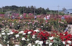 백만 송이 장관 영암 장미동산 24일 개방