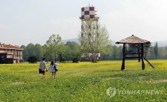 유채꽃밭으로 변신한 춘천 옛 미군기지터