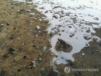 비온다 청주서 두꺼비 이동…개체수 급감