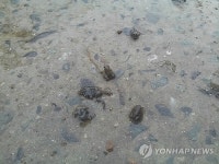 비온다 청주서 두꺼비 이동…개체수 급감