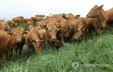 대관령 한우시험장 한우 첫 방목