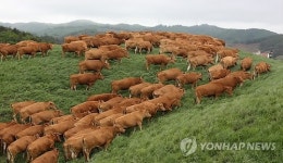 방목장에서 풀 뜯는 한우들