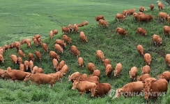 방목장에서 풀 뜯는 한우들