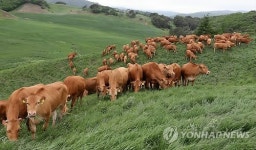 대관령 한우시험장 한우 첫 방목