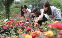 호수공원에 가득한 장미꽃