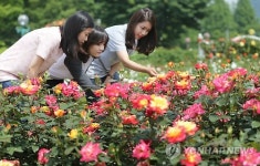 호수공원에 가득한 장미꽃