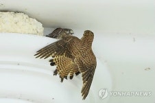 횡성 우천면 동횡성농협 건물에 황조롱이 가족 둥지틀어