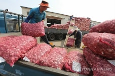 최남단 제주 대정 마늘 수매