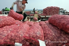 최남단 제주 대정 마늘 수매