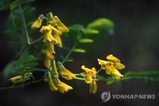 양구군, 천연기념물 개느삼 자생지에 관람시설