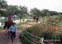 말 달리자…홍성군 승마 체험 시설 인기