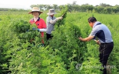 개똥쑥 수확하는 농민