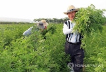 개똥쑥 수확하는 농민