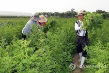 개똥쑥 수확하는 농민