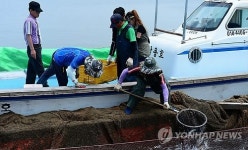 서해안 최초 송어 양식 성공…홍성 죽도 양식장 출하