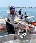 서해안 최초 송어 양식 성공…홍성 죽도 양식장 출하