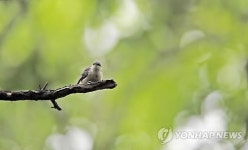 춘천 남이섬은 새들의 천국…희귀조류 다수 발견