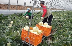 하늘그린 천안멜론 실명제로 인기 상승