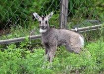 양구 산양증식복원센터서 산양 3마리 출산
