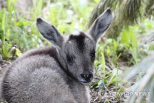 양구 산양증식복원센터서 산양 3마리 출산