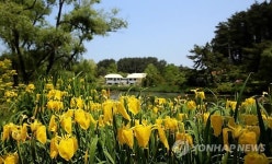 노란꽃 창포 만개한 태안 천리포수목원