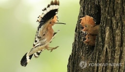 인디언 추장 새 후투티의 모정