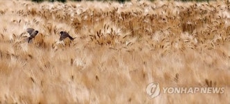 수확 앞둔 보리, 참새들의 대화