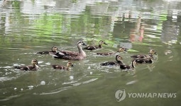 공원 연못에 둥지 튼 흰뺨검둥오리 가족