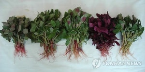 기능성 채소 아마란스, 나물로 드세요