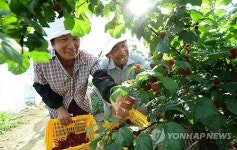 새콤달콤 거창 산딸기 맛보세요