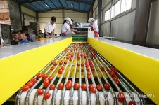 사천시 대추토마토 전용선별기 개발