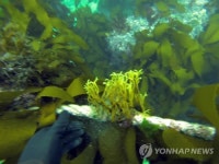 제주 마을어장에 감태 이식…바다숲 조성 가능성 확인