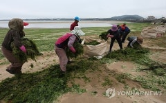 <카메라뉴스> 해수욕장 개장 파래와의 전쟁 시작