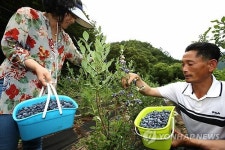 지리산 자락 산청 블루베리 수확 한창