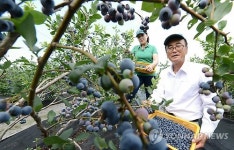 거창 친환경 블루베리 수확 한창