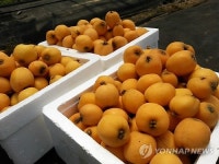 <카메라뉴스> 신비의 황금과일 비파 수확