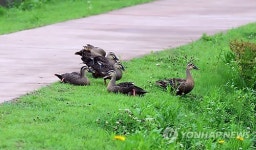 철 모르는 청둥오리 가족 나들이