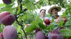 새콤달콤 거창 자두 본격 출하