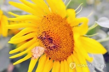 국내 첫 간척지 해바라기 재배 성공…6차산업화 꿈