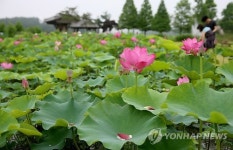 태안으로 연꽃 구경오세요