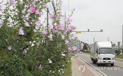 활짝 핀 진천 무궁화 가로수 길