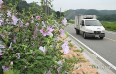 전국 최장 진천 무궁화 가로수 길 활짝