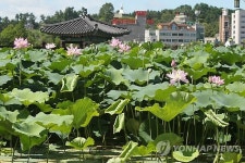 <카메라뉴스> 덕진공원에 연꽃 보러 오세요