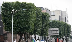 사각형 이발한 수원 정조로 가로수