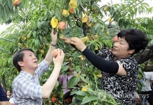 안철수 의원 복숭아 과수원 방문