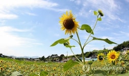 27일 경남 함안 강주마을서 제1회 해바라기 축제