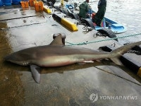 강릉해안 상어 두 마리 잇따라 그물에 걸려