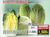 <쇼핑정보> 롯데슈퍼, 고랭지배추 15만포기 판매