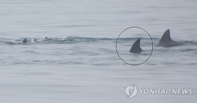 다시 나타난 삼팔이 친구야 보고싶다