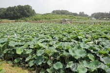 음성군 대실마을 가득 채운 연꽃